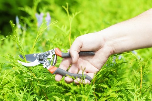 Professional tree inspection in a compact north London garden setting